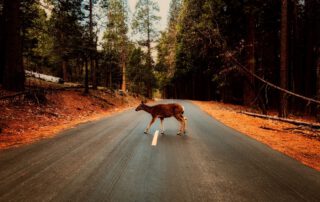 Un ciervo se cruza por el medio de la calzada en el mes de otoño.